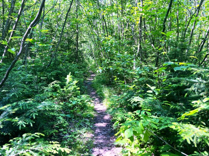 Typical section of lower trail (Credit: Hope Rowan)