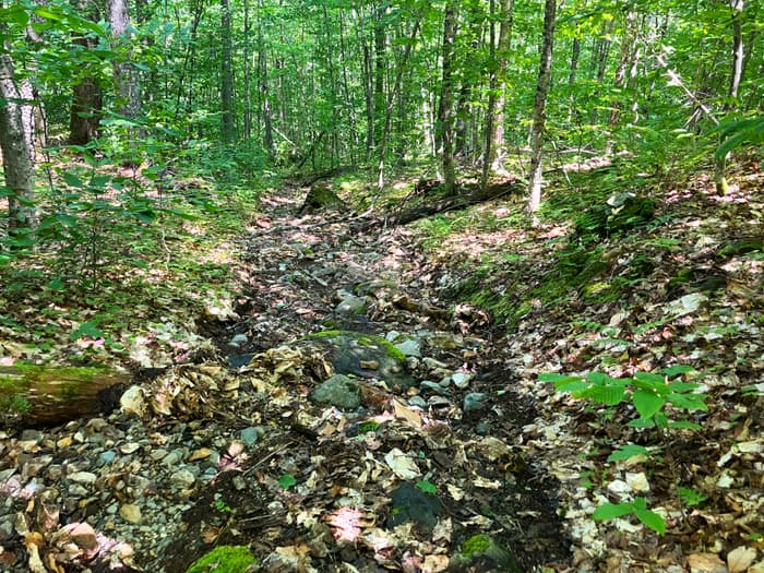 Typical section of upper trail (Credit: Hope Rowan)