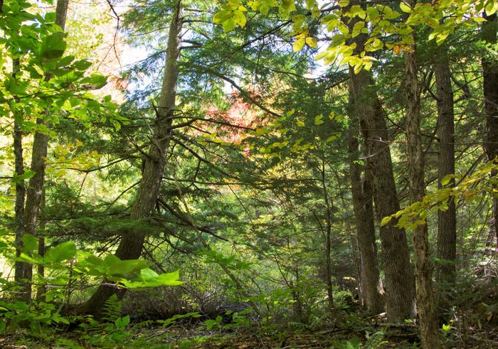 Loop Trail (Credit: SRLT)