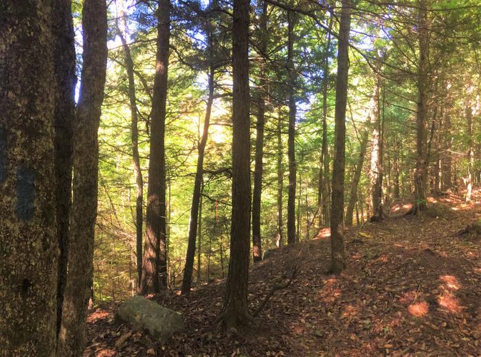 Loop Trail (Credit: SRLT)