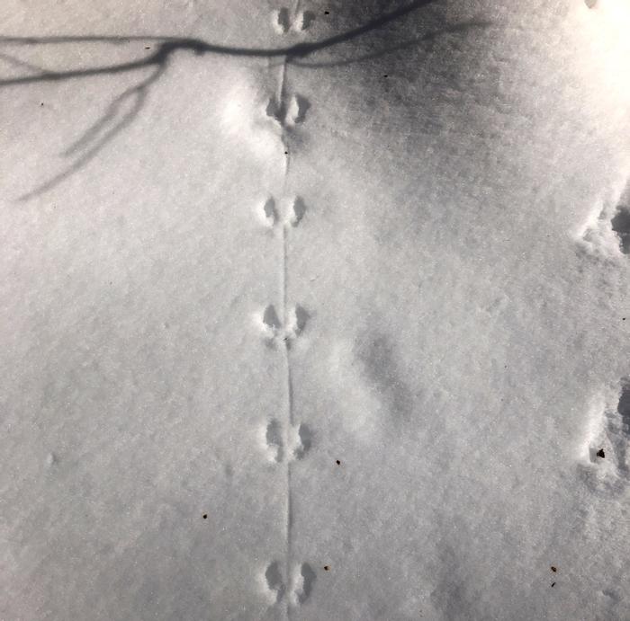 Deer Mouse Track (Credit: Bill Sheehan)