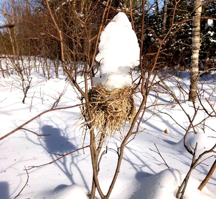 Bird's Nest (Credit: Bill Sheehan)