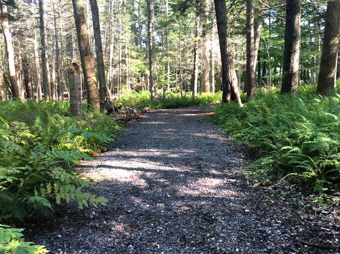 Marshall Farm Trail, low point of loop