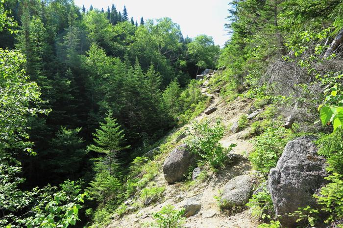 Mount Coe Trail (Credit: Hope Rowan)