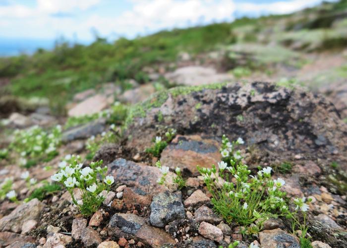 Spur Trail up North Brother (Credit: Hope Rowan)