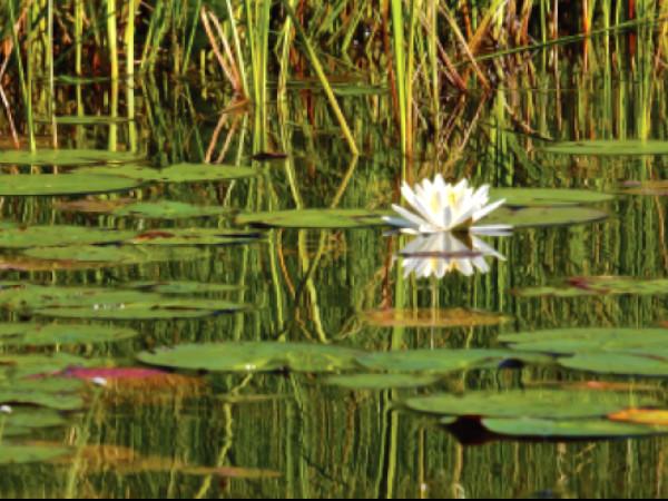 (Credit: CMLT - Judy Berk)