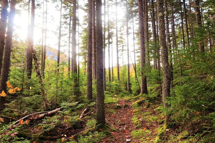 North Peaks Trail (Credit: Hope Rowan)