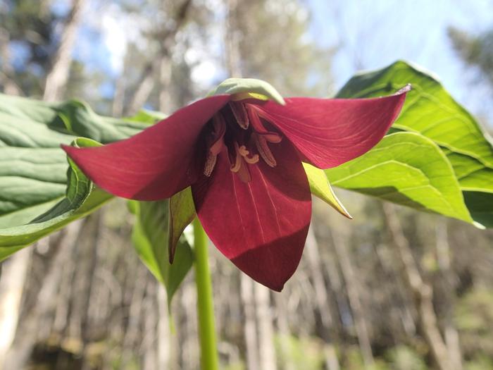 Red Trillium (Credit: Maine BPL)