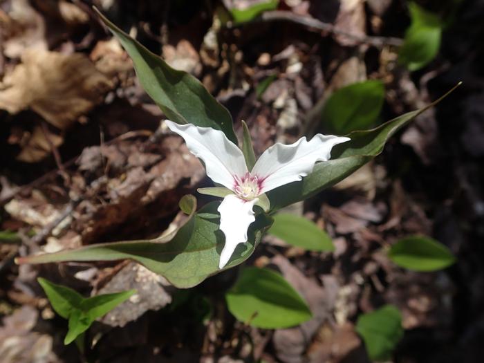 Painted Trillium (Credit: Maine BPL)