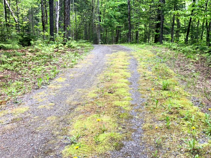 Mossy section of the Riverside Trail (Credit: Hope Rowan)