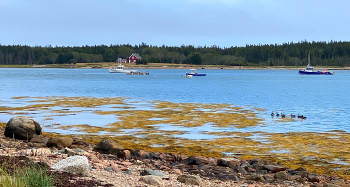 View from the Shore (Shore Trail) (Credit: DCC)