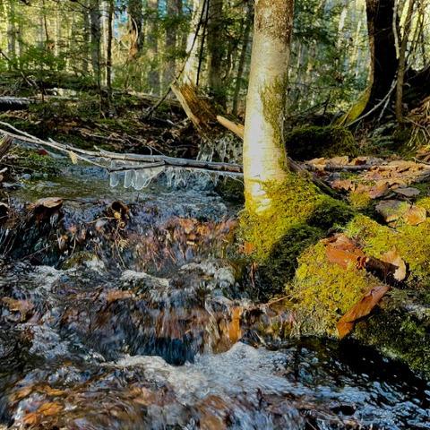 (Credit: Downeast Lakes Land Trust)