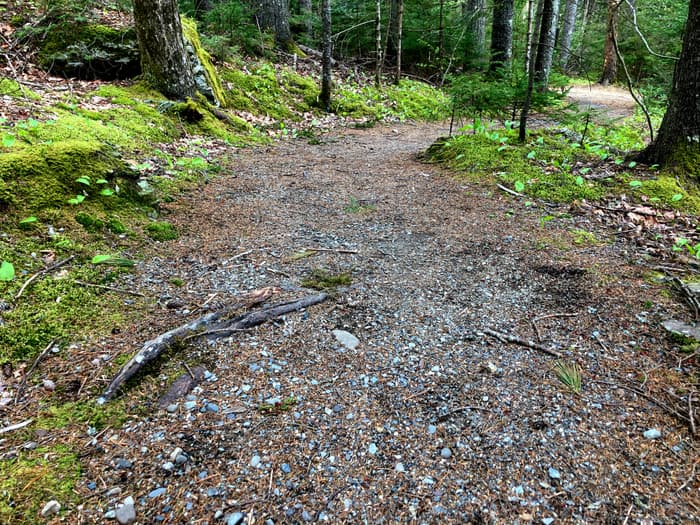 Pinkham Path (Credit: Hope Rowan)