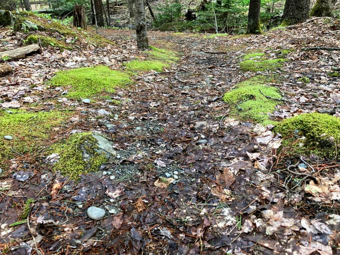 Pinkham Path (Credit: Hope Rowan)