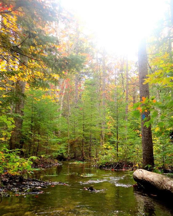 Flooded trail along wetlands during wet fall (Credit: Hope Rowan)