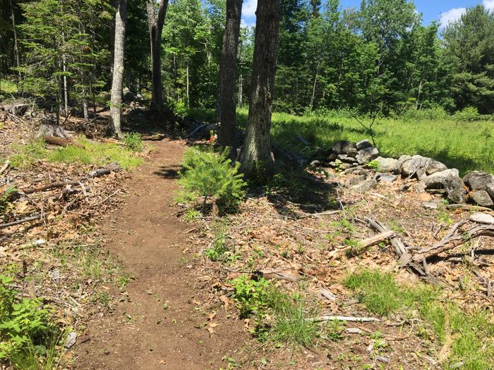 Ravine Trail section closest to parking (Credit: BTLT)