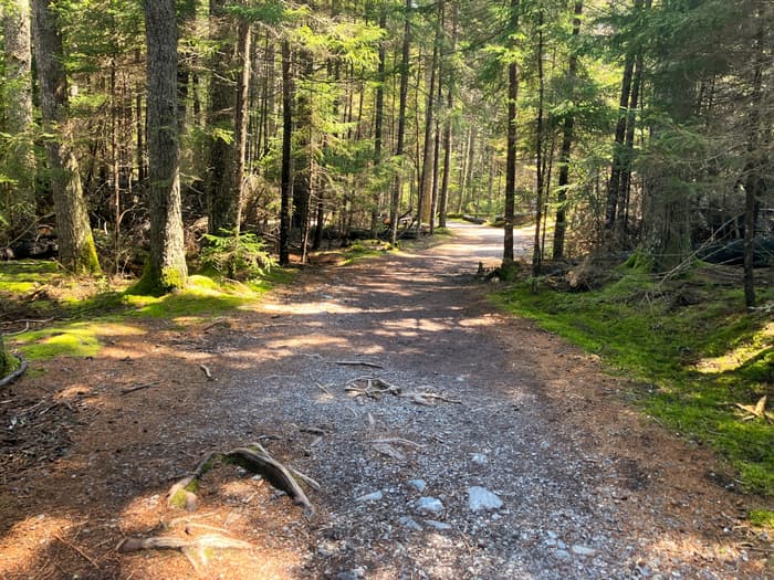 Innner Loop, wooded section (Credit: Hope Rowan)