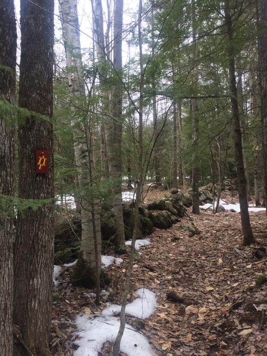 Stone wall along Bald Ledge Trail