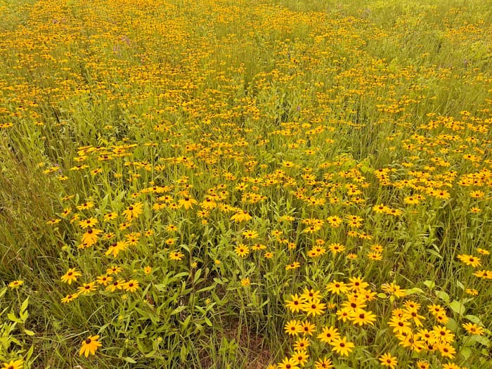 Rudbeckia, Tyron Fields (Credit: BPL)