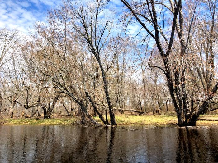 Typical riverbank (Credit: Zip Kellogg)