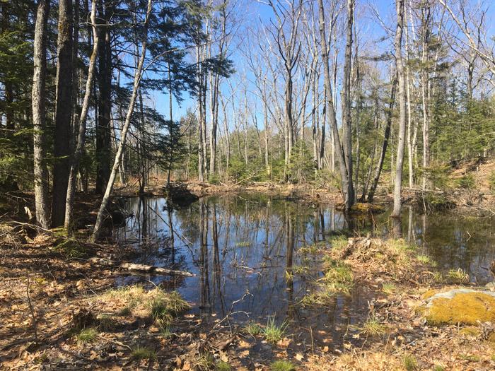 Vernal Pool along Woods Road (Credit: BTLT)