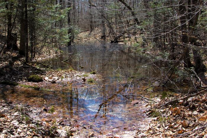 Vernal Pool (Credit: SRLT)