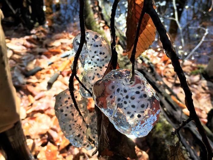 Eggmass Found in Vernal Pool (Credit: SRLT)