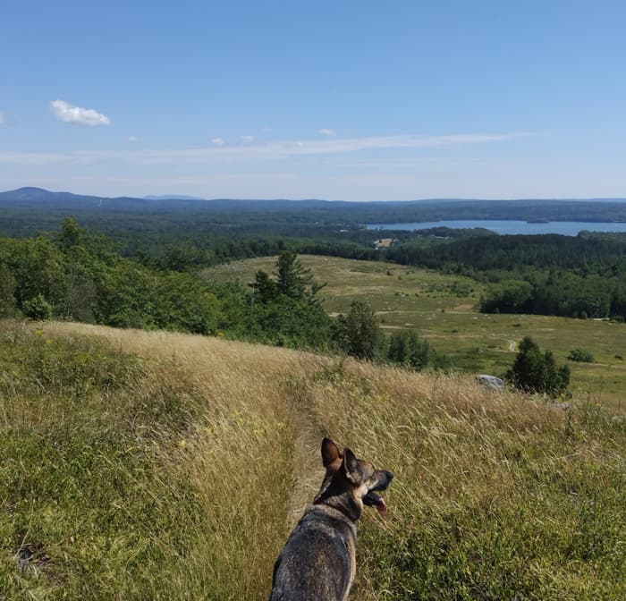 Penobscot Community Forest at Wallamatogus Mountain