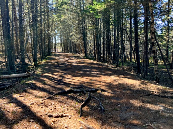 (Credit: Hope Rowan)