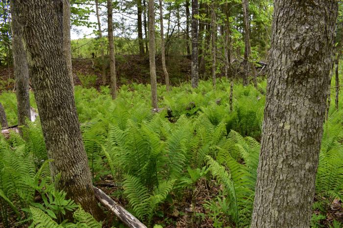 (Credit: Somerset SWCD)