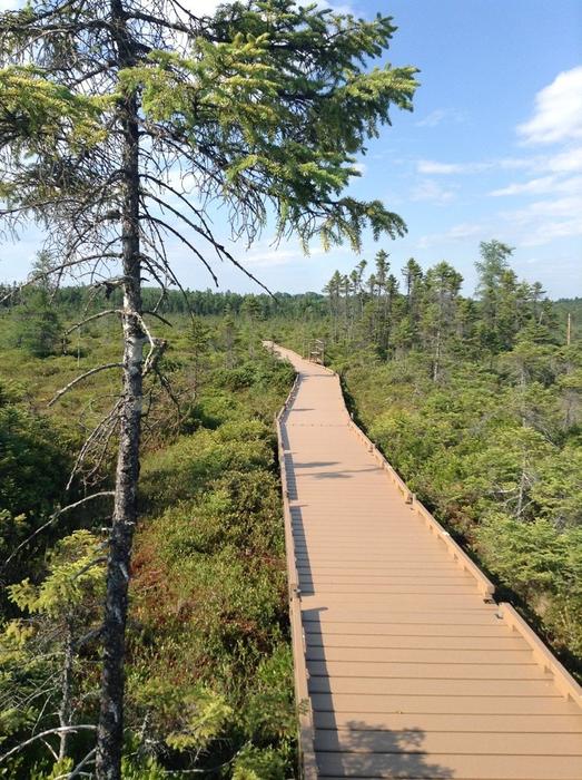 Boardwalk loops out into the bog (Credit: N. Grohoski)