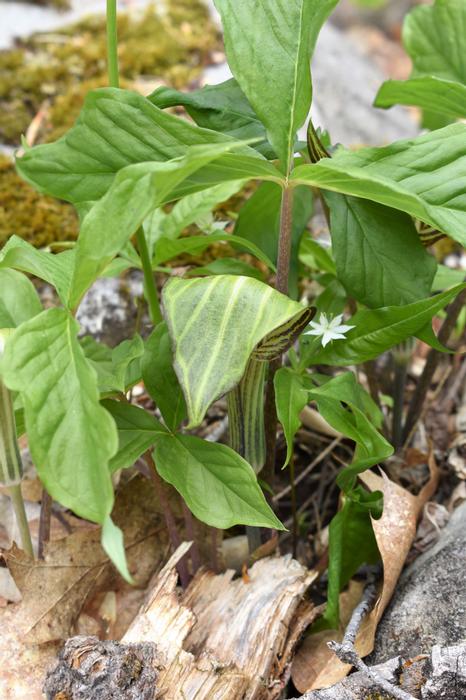 (Credit: Somerset SWCD)