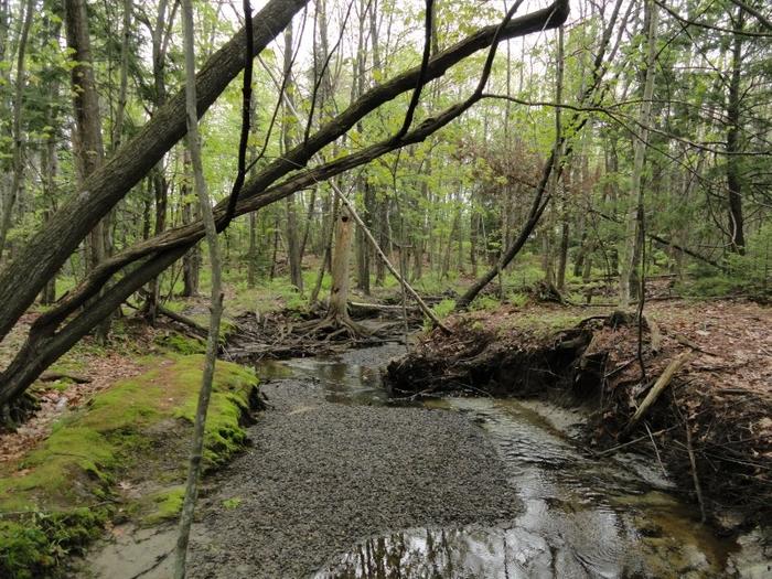 South Branch trail (Credit: Center for Community GIS)