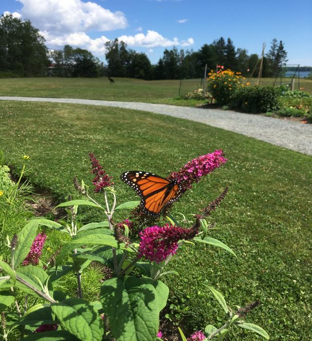 Milbridge Commons Walking Trail