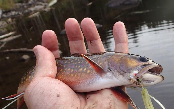 Brooke Trout at Notch Pond (Credit: Bureau of Parks and Lands)