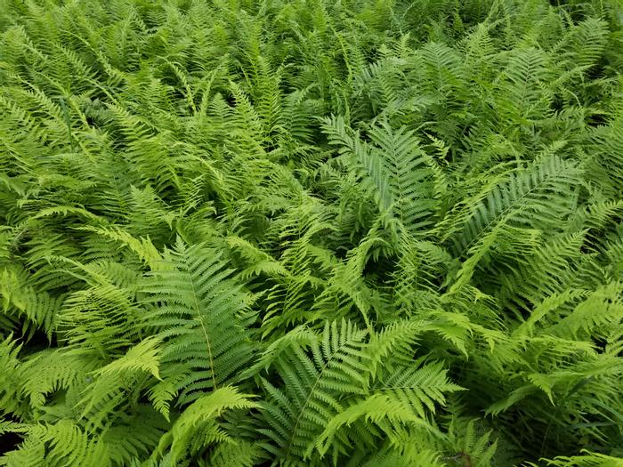 RRCT (Credit: Ferns)