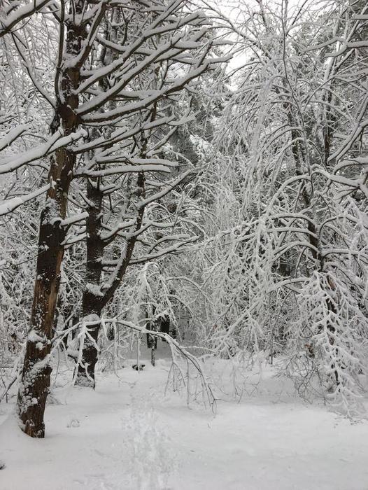 Tower trail during a snowstorm (Credit: Robert Ratford)