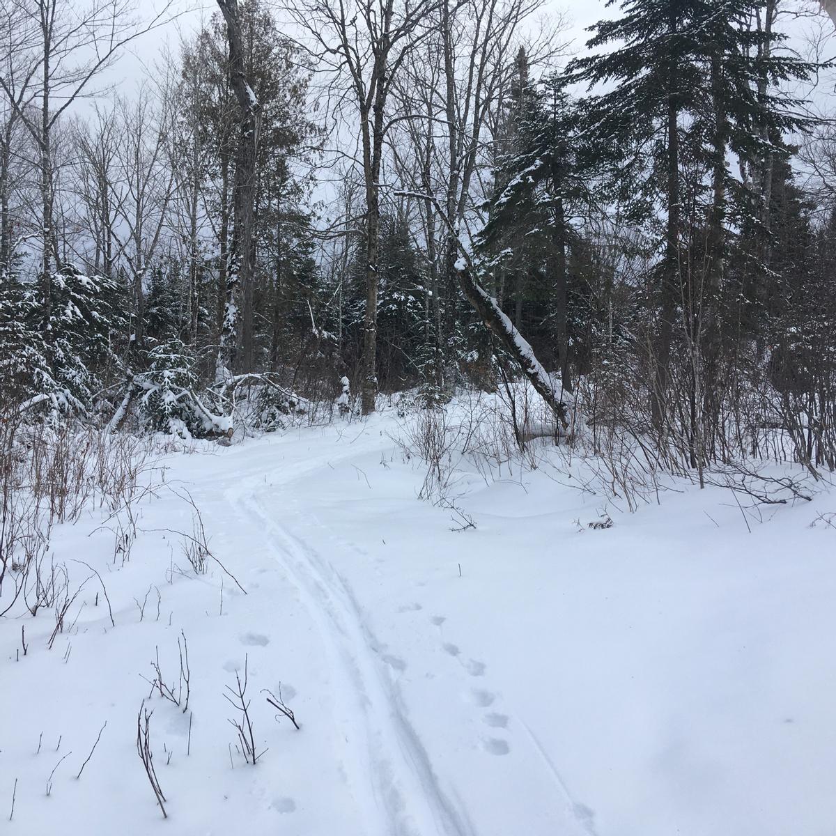 Ski tracks follow a trail in a field