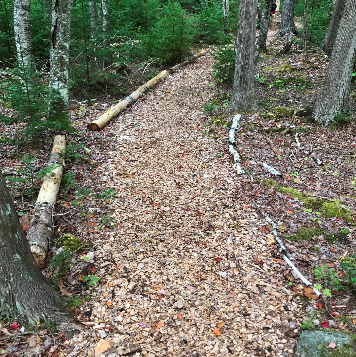 Wood chips and logs indicate where a wide pathway goes through the trees