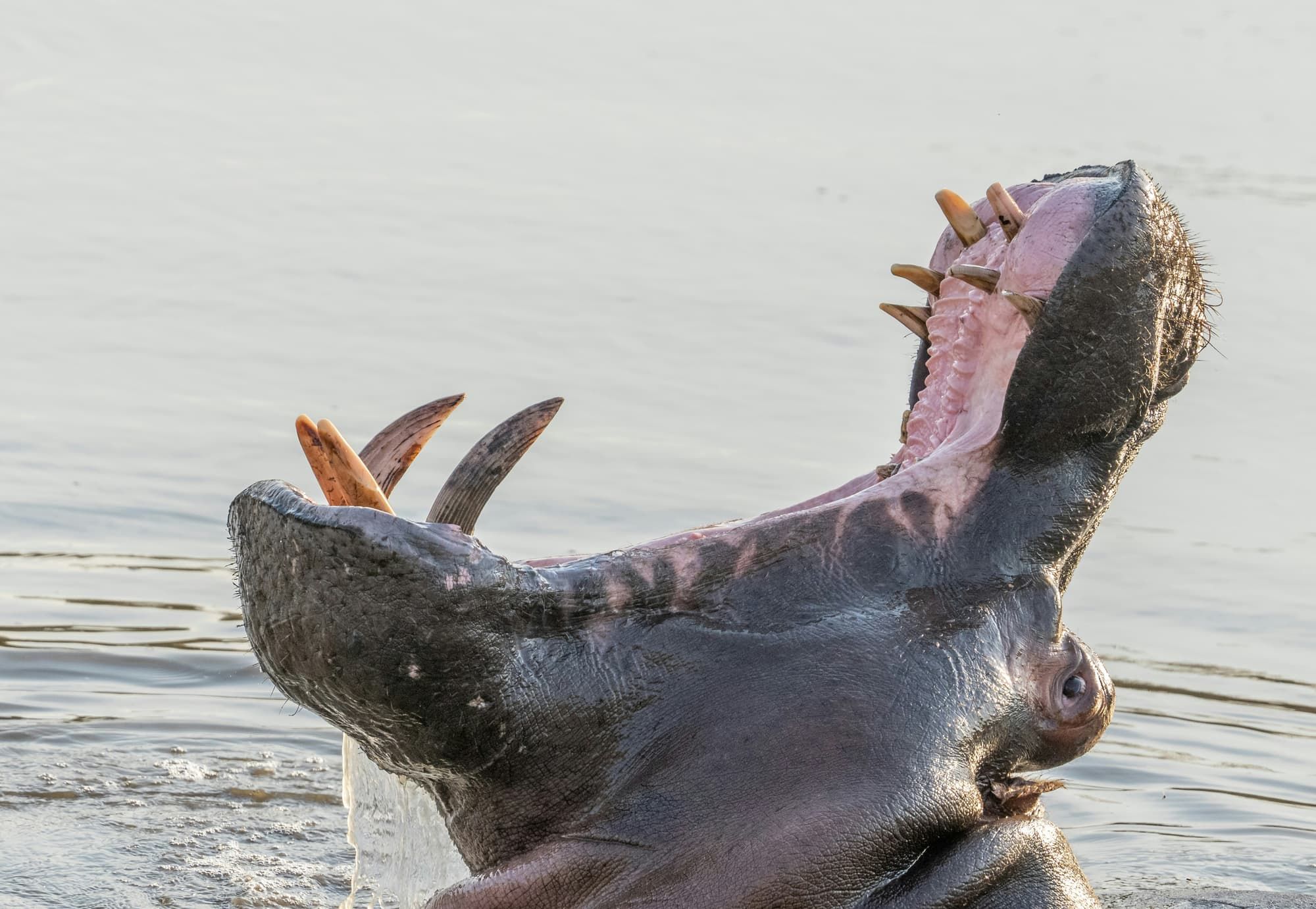 Hippo Open mouth