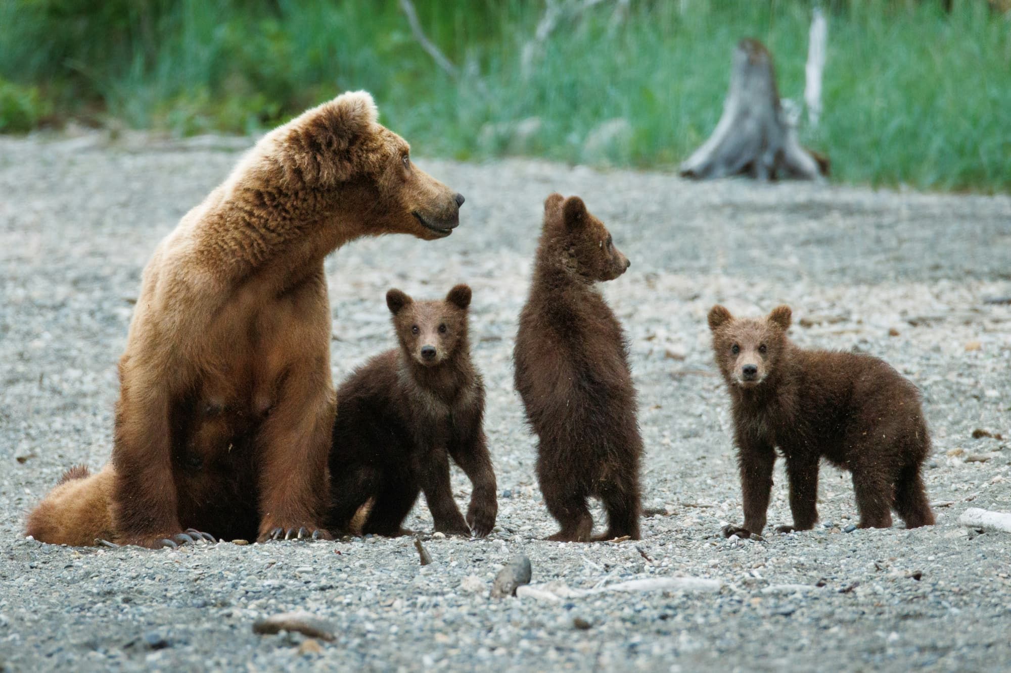 mother bear and three cubs