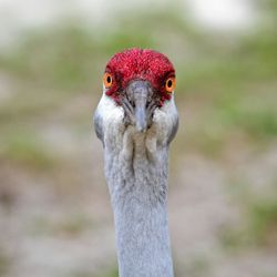 Weird bird