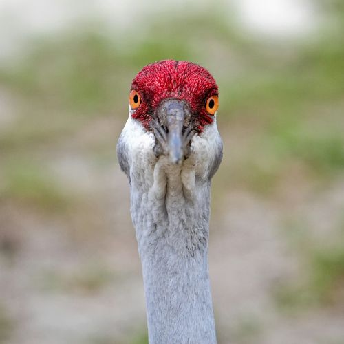 Weird bird