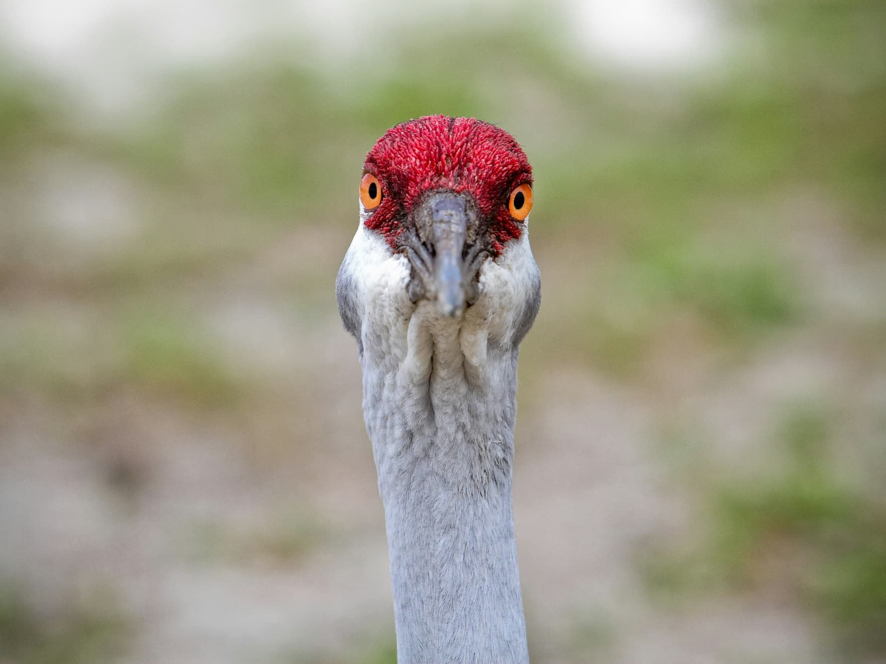 bird with red head
