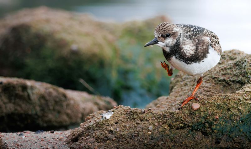 bird walking