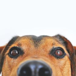 top of a dogs head