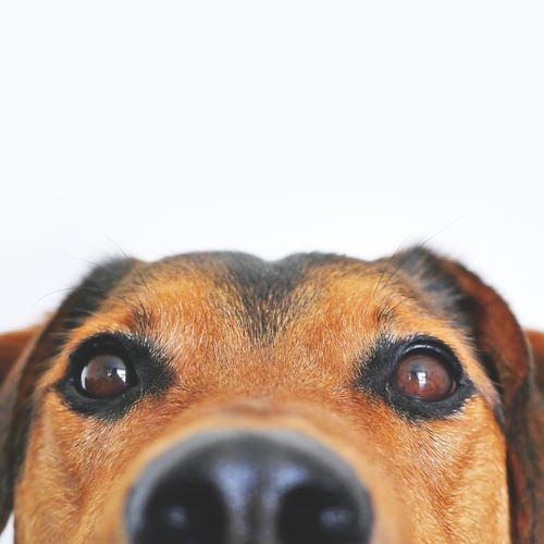 top of a dogs head