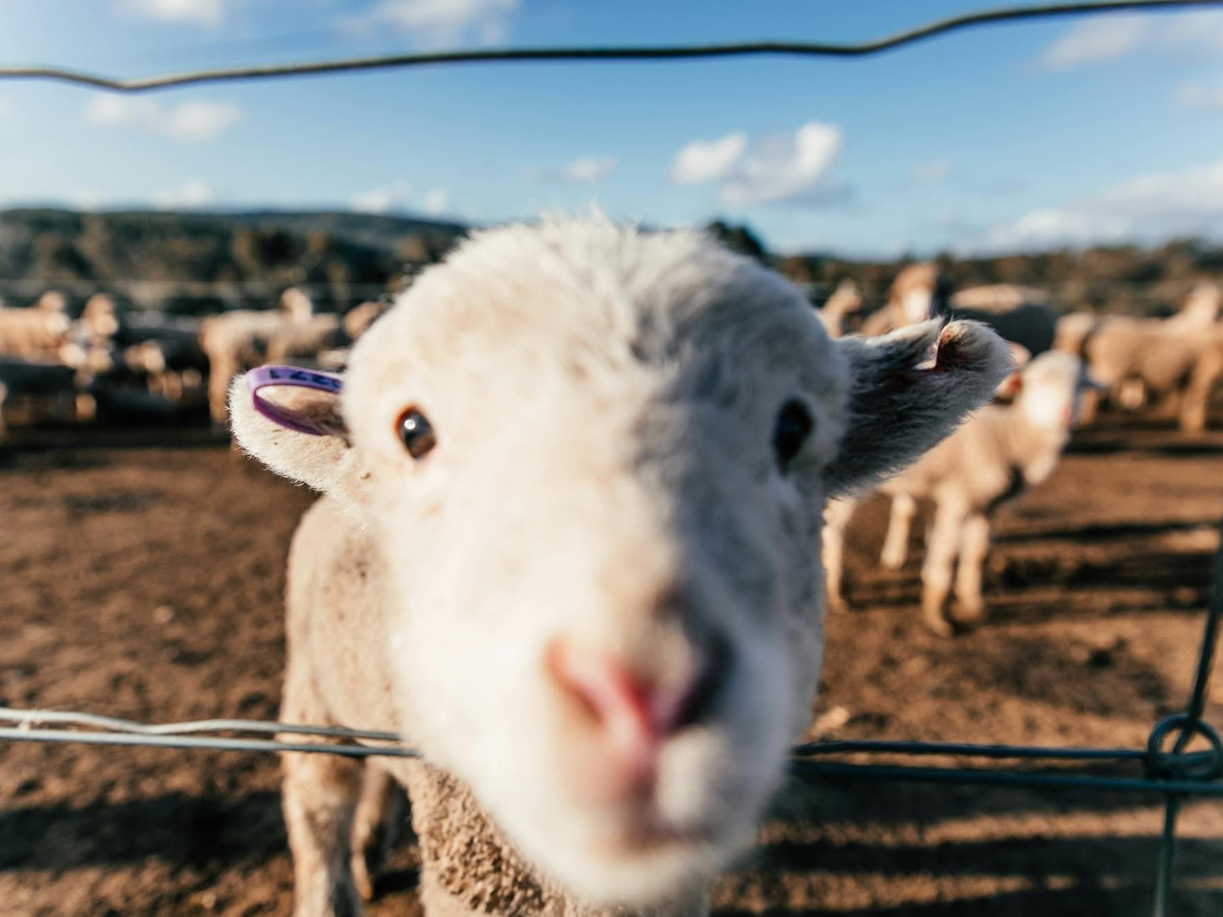Sheep