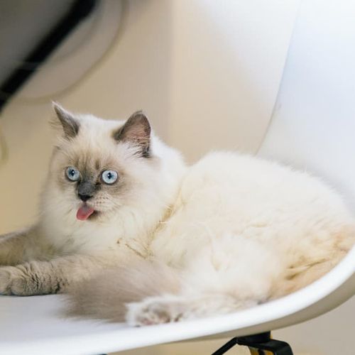 Cat in a chair