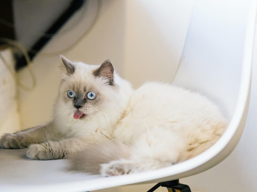 Cat sitting on a chair